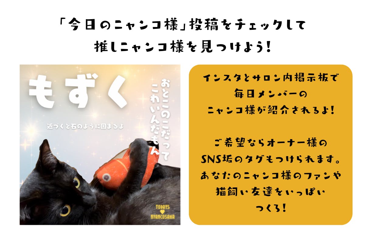 (キャンプファイヤー)　猫と生きやすい日本をつくる！猫飼いさんをサポートするシステムを浸透させたい！　CAMPFIRE