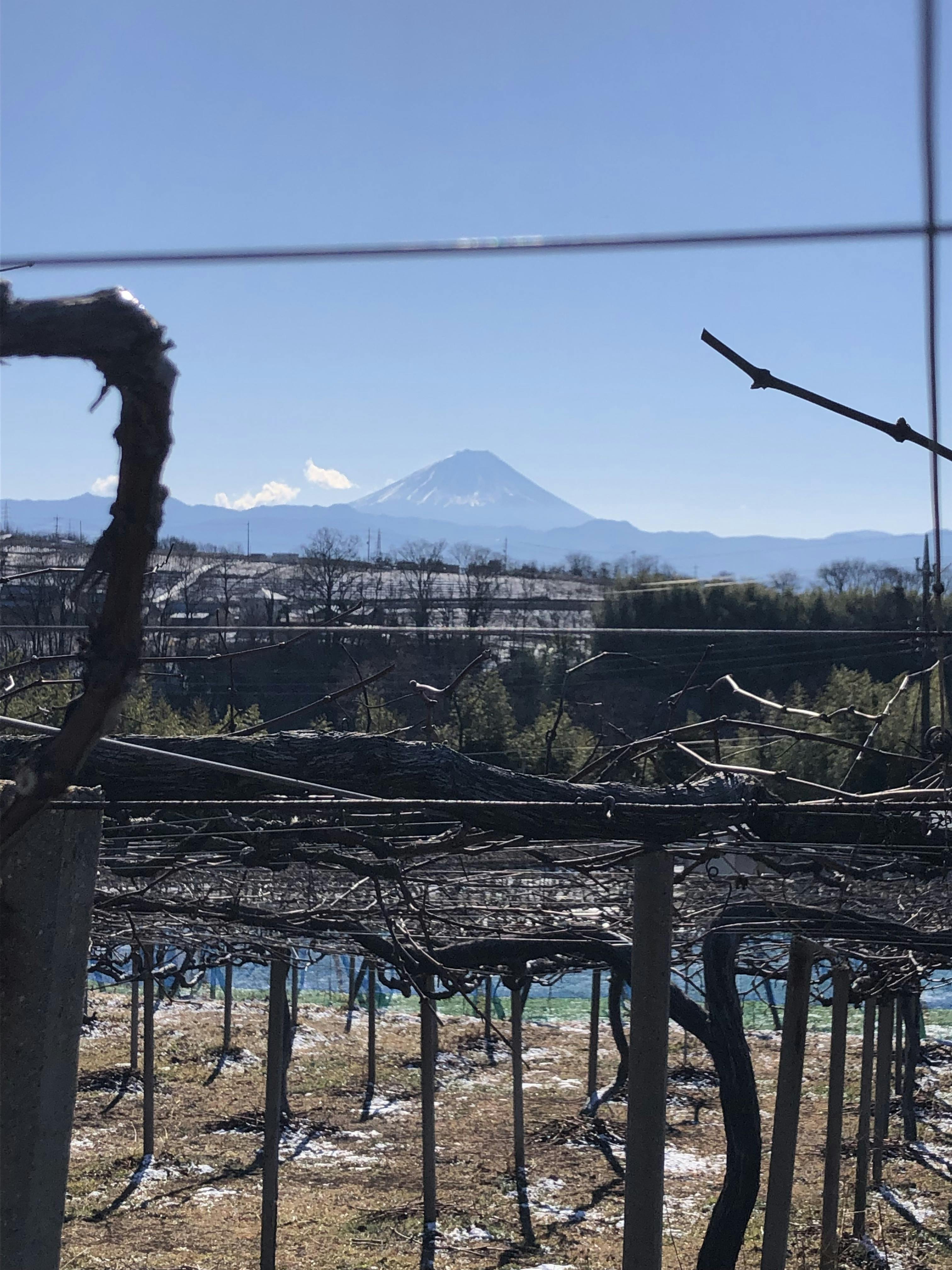 ぶどう棚から見える富士山