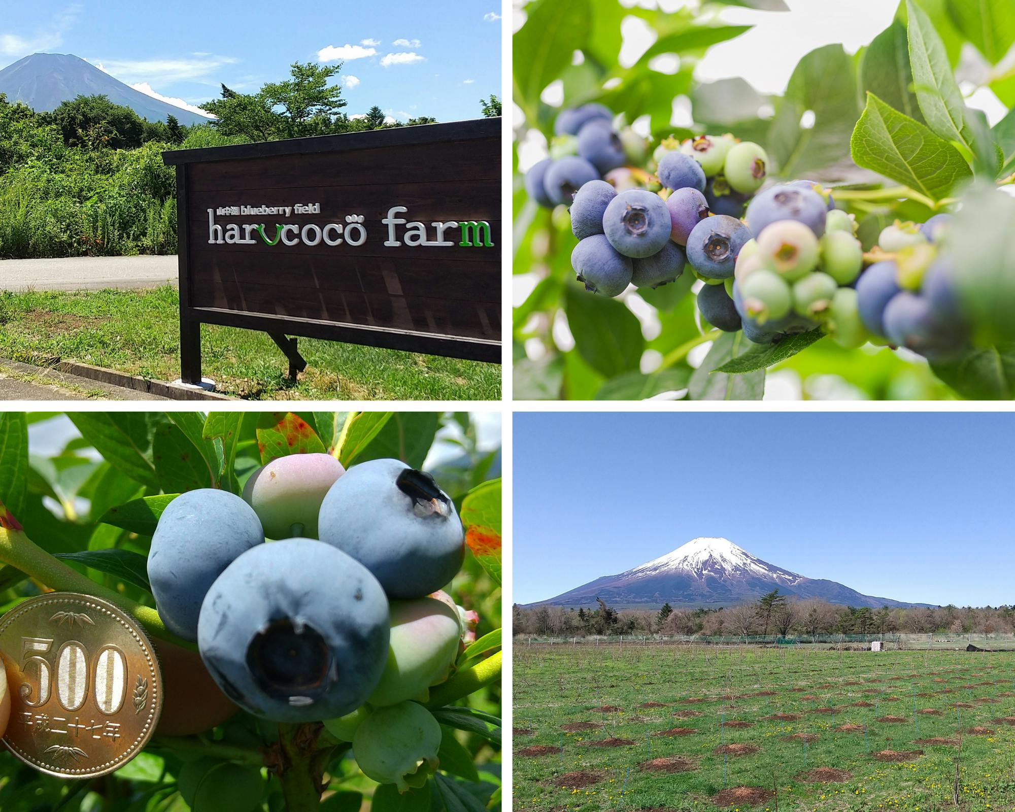基礎からわかるブルーベリー栽培 安定生産と観光農園経営を成功させる