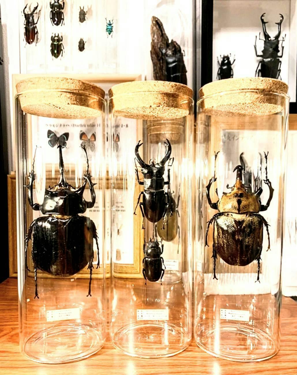 世界最大のフタオチョウ　ヨコヅナフタオチョウ♀ 蝶標本　インテリア　コレクション昆虫用品