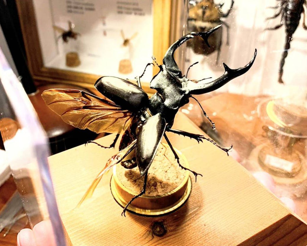 日本発のインテリア昆虫標本を世界中で流行らせたい - CAMPFIRE