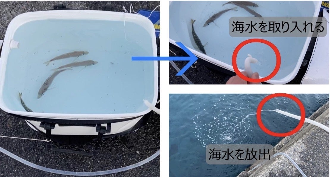 釣り人必見！！『釣果』と『鮮度』をもたらす。あなたの手元に海を再現