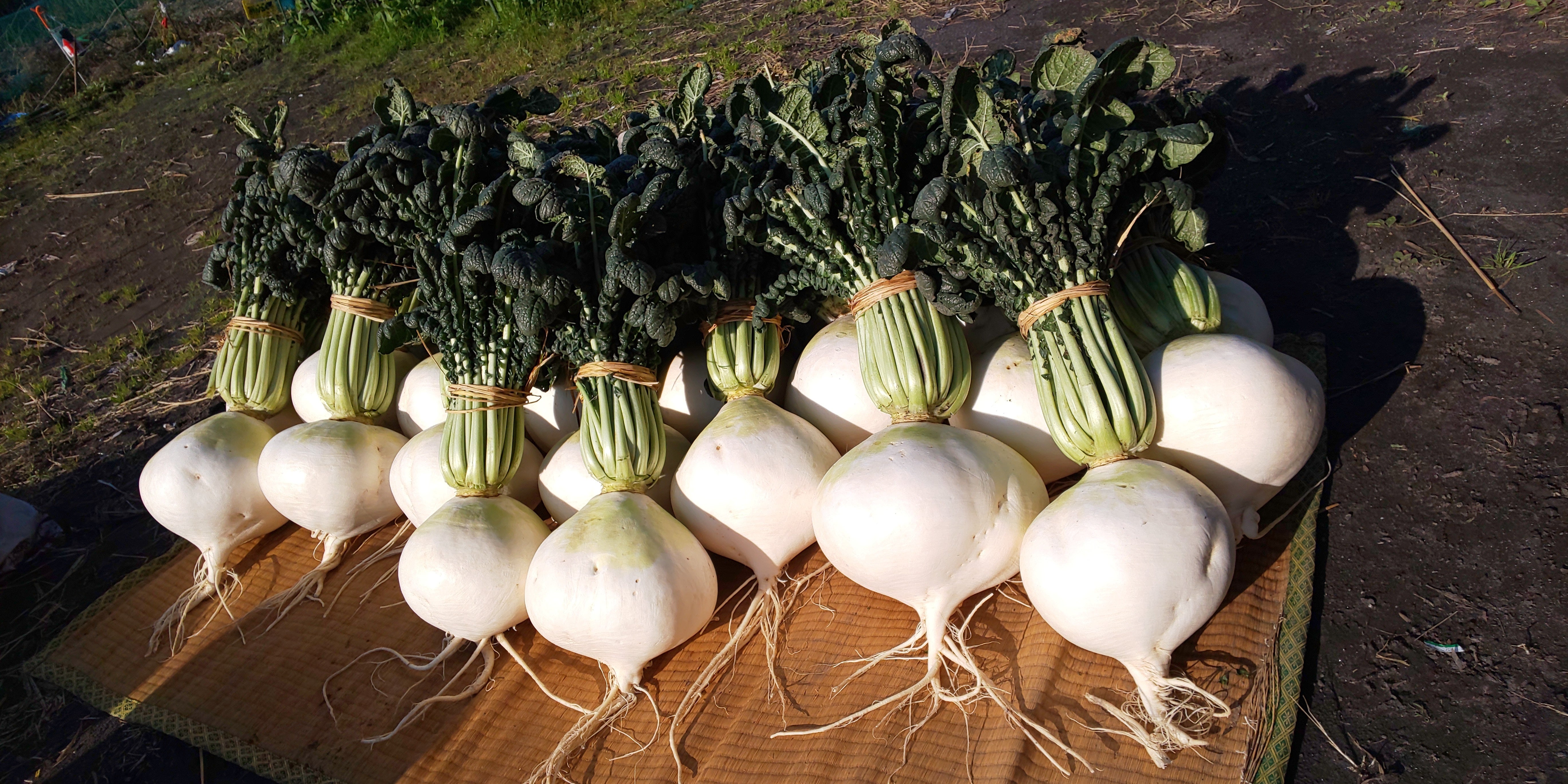 桜島大根 Sakurajima Radish Japaneseclass Jp