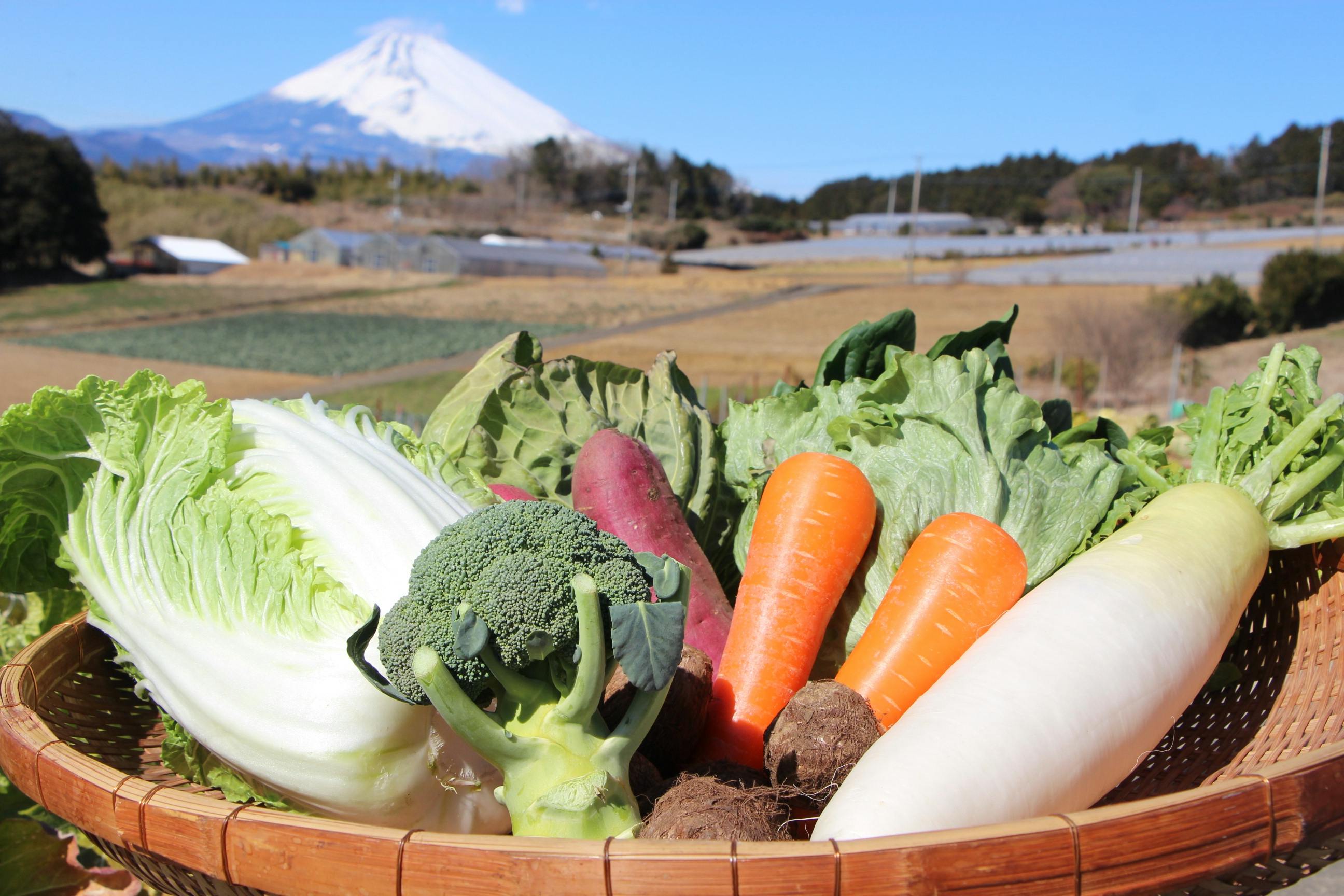 箱根西麓三島野菜