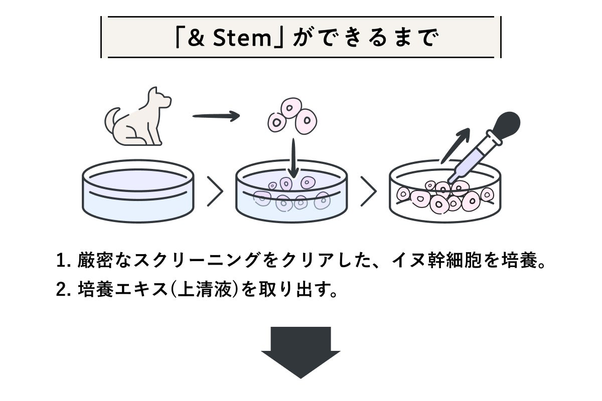 ワンちゃんを皮膚の悩みから解放！イヌ幹細胞上清液配合次世代