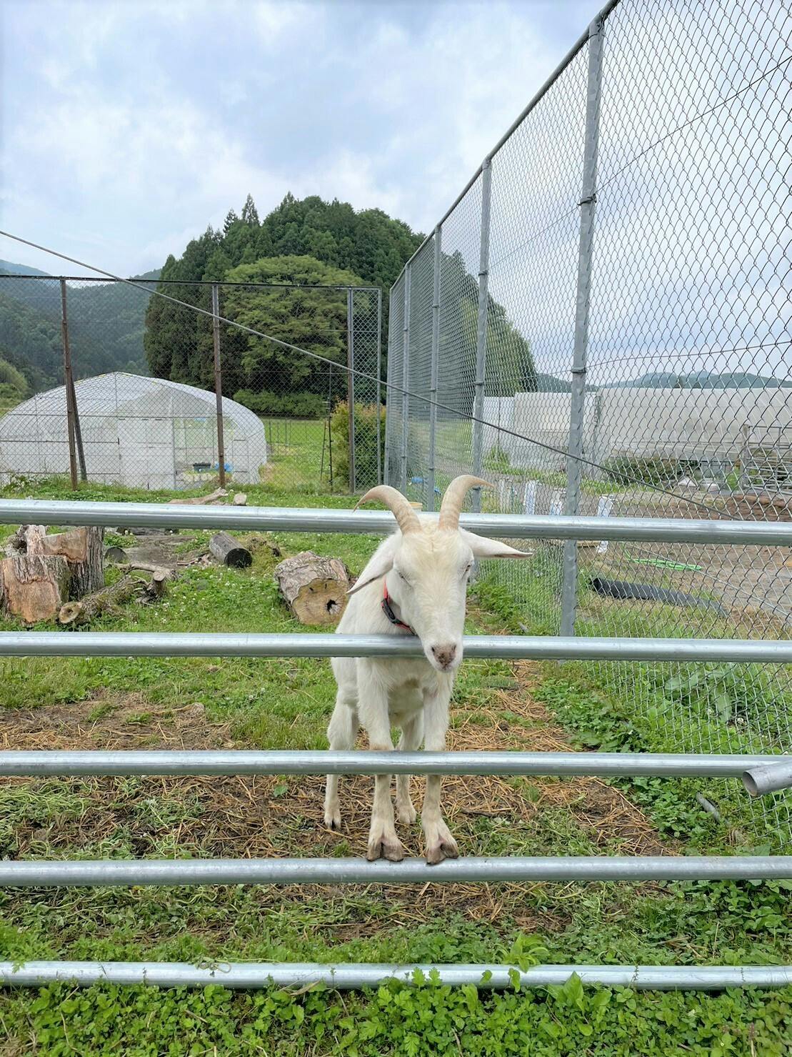 篠山東雲高校のヤギ