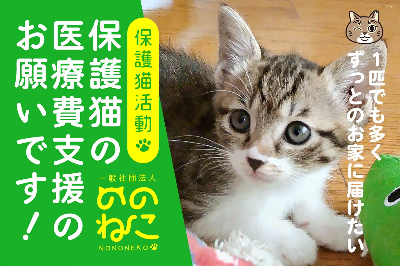 保護猫活動】医療費支援のお願いです!! １匹でも多くずっとのお家に 