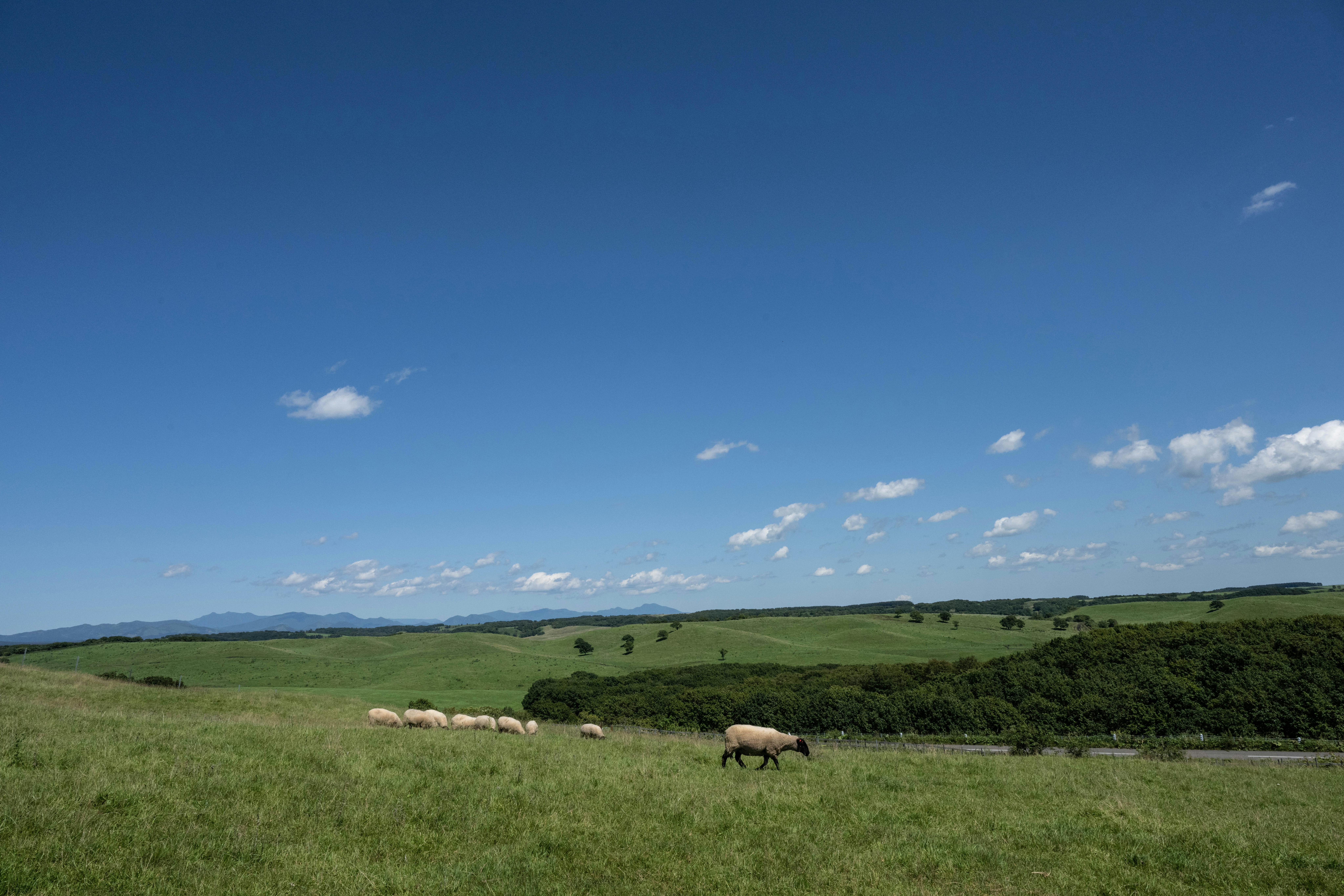 釧路湿原に隣接する牧草地、離農と耕作放棄地への提案〜人と馬と幸せな