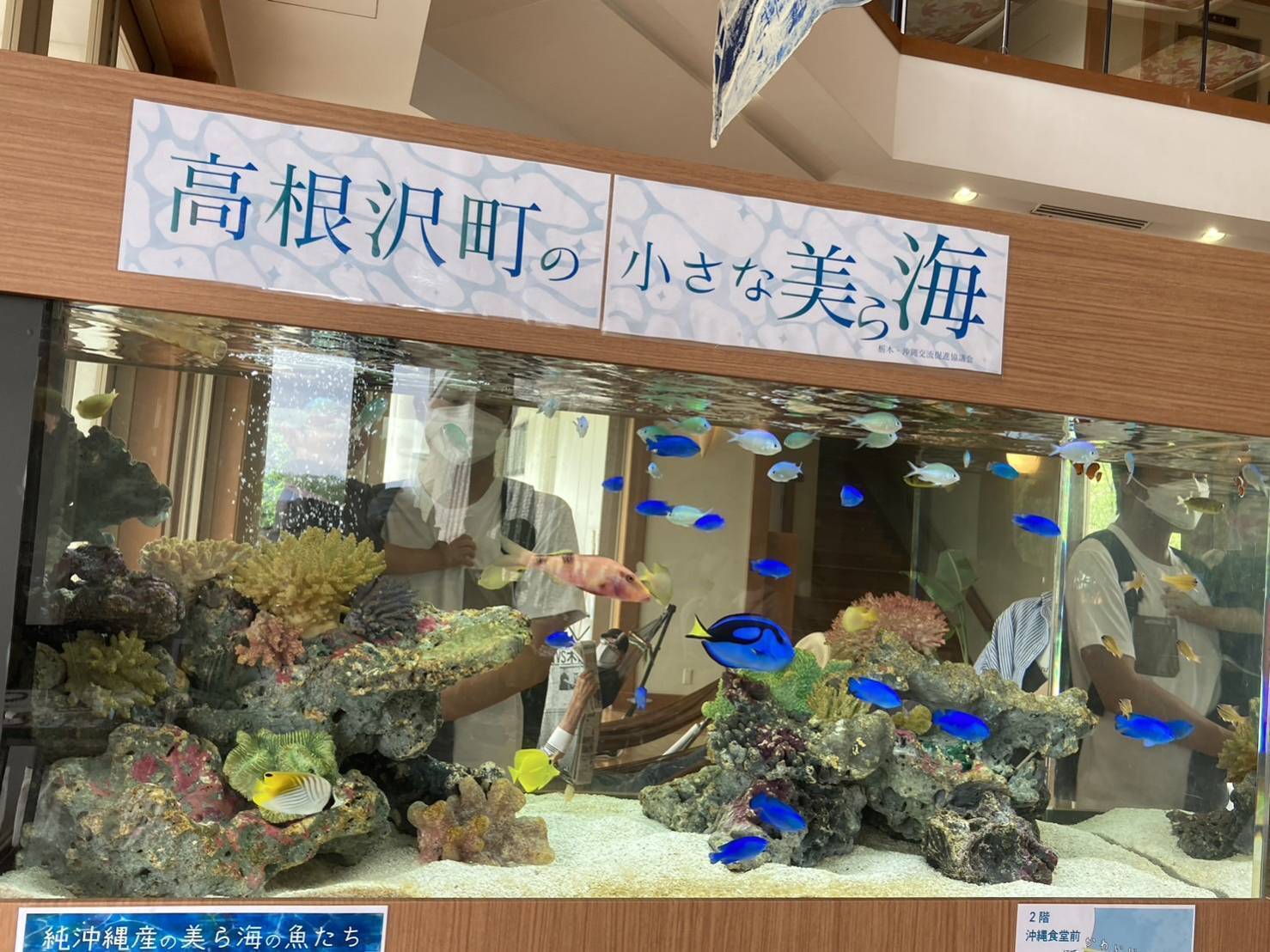 栃木県高根沢町に沖縄から来てくれた「小さな美ら海」の魚たちを是非