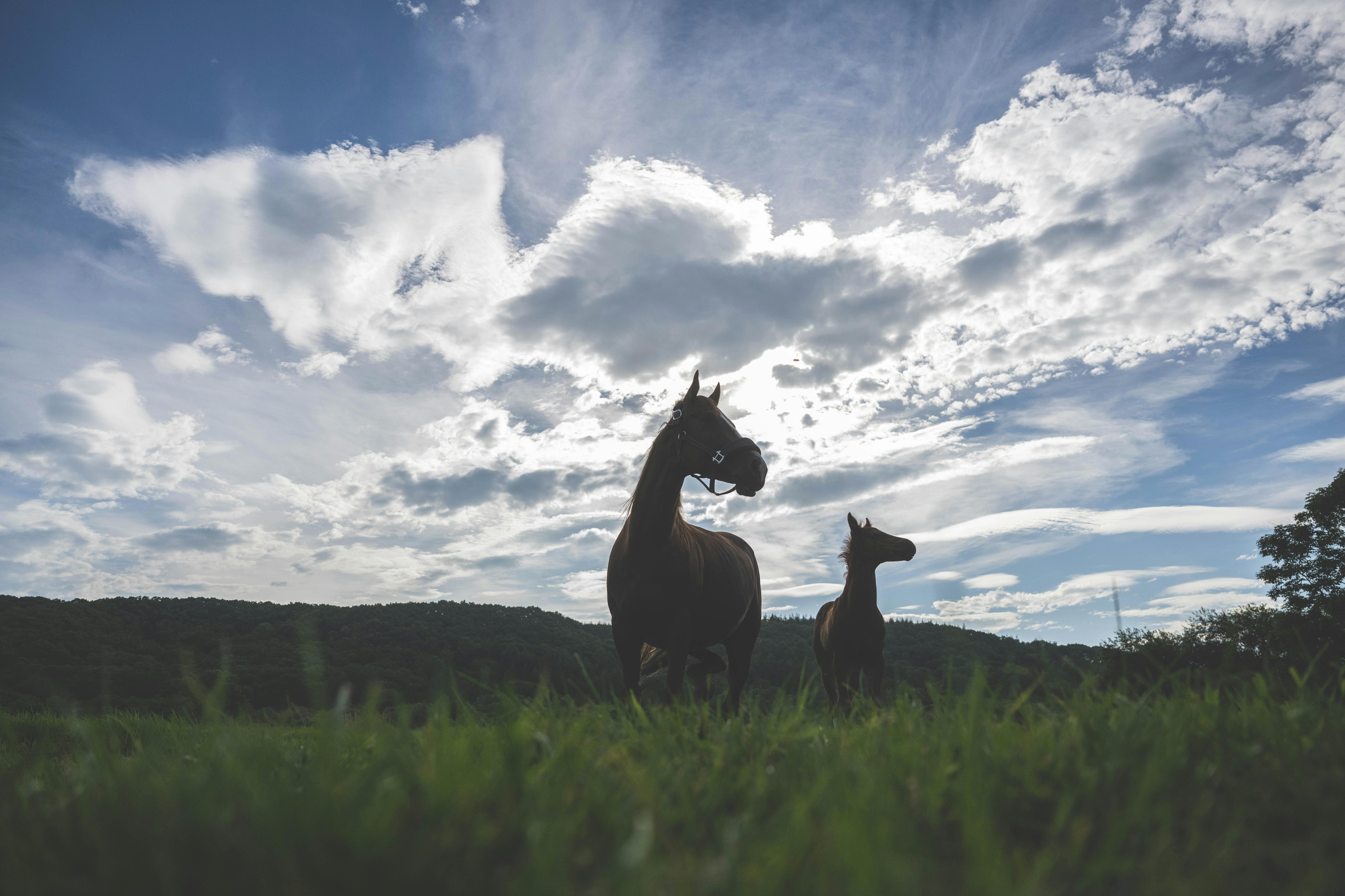 DSC_6954.jpg?ixlib=rails-2.1.4