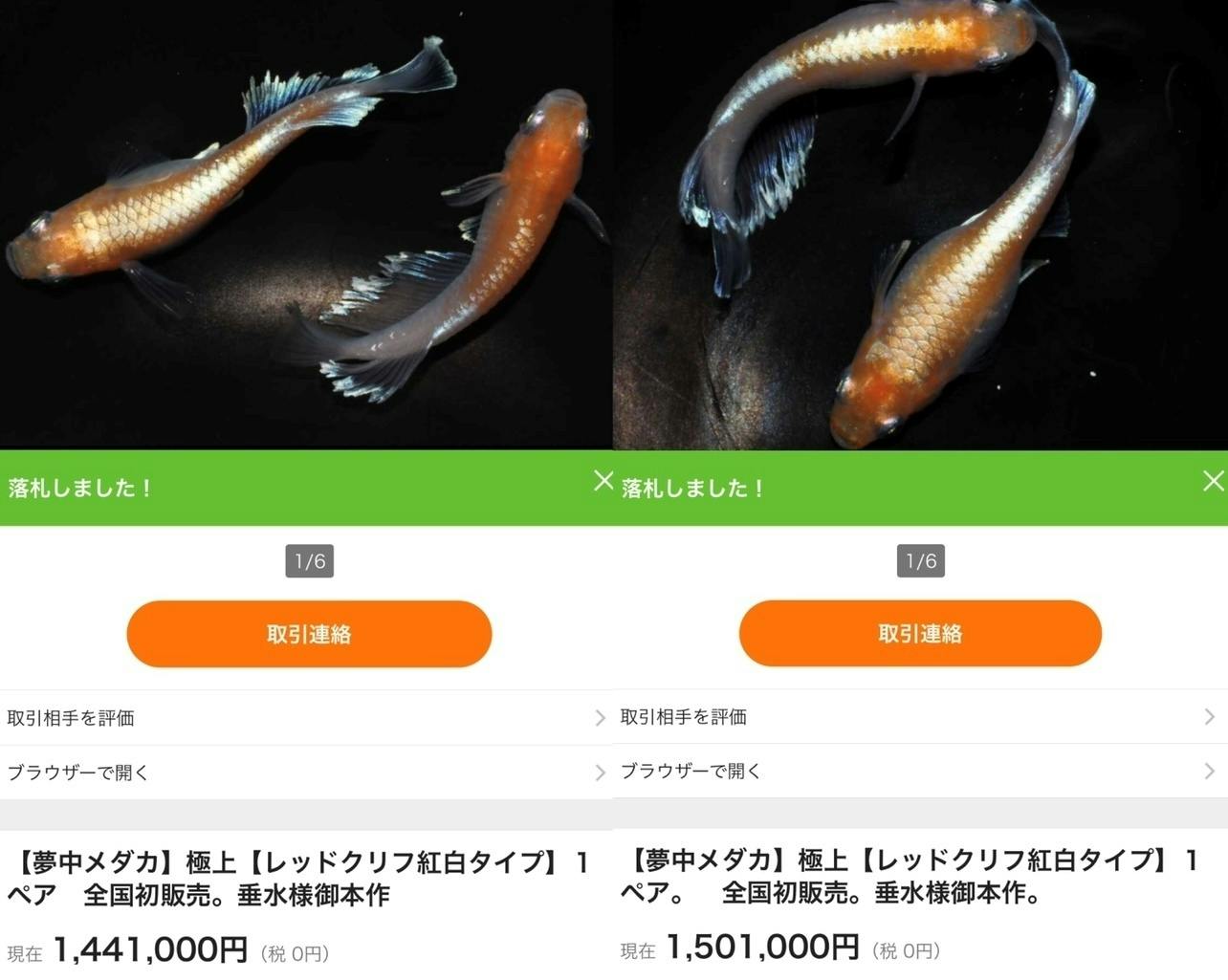 月収500万のメダカ屋『華めだか大阪』が教える！ 「メダカ販売メソッド講座」 CAMPFIREコミュニティ