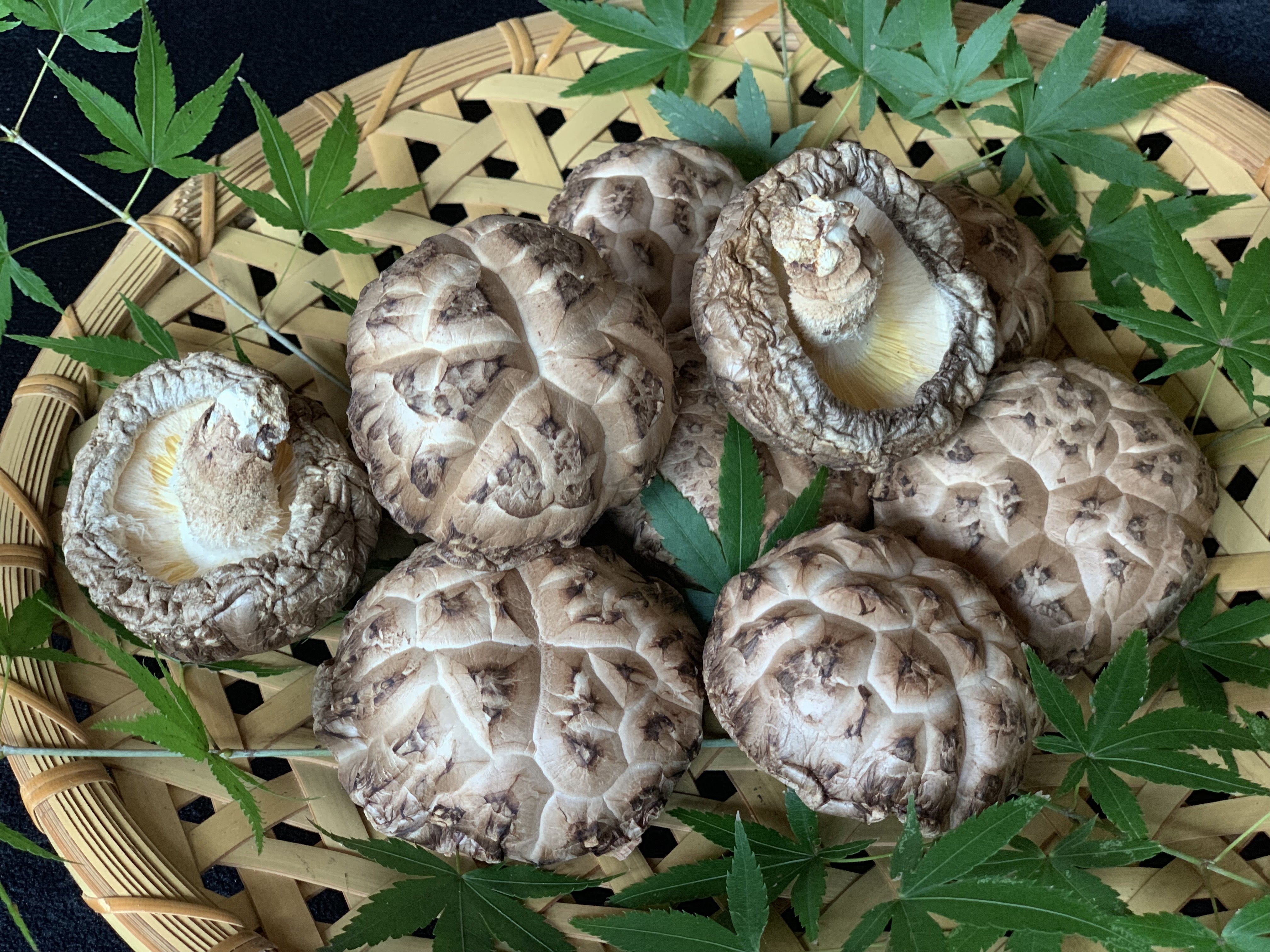 宮崎県産「原木椎茸」を食のプロを通じて世界へ発信！ - CAMPFIRE
