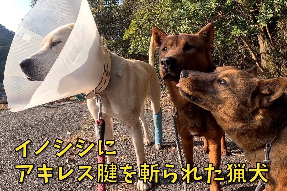 優秀な猟犬の子犬を全国に無償で届けたい！ - CAMPFIRE (キャンプファイヤー)