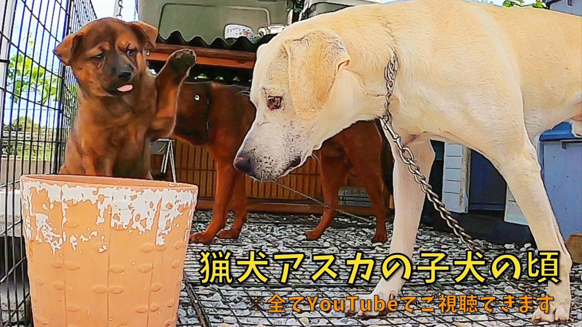 優秀な猟犬の子犬を全国に無償で届けたい！ - CAMPFIRE (キャンプファイヤー)