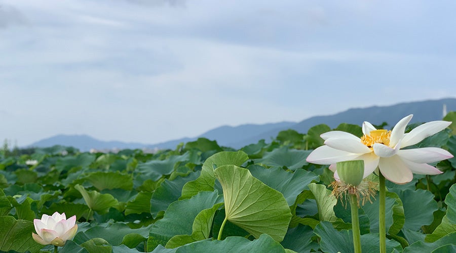 ハスの葉が産んだ独自成分！自然と生態系に優しいスキンケアを日常に