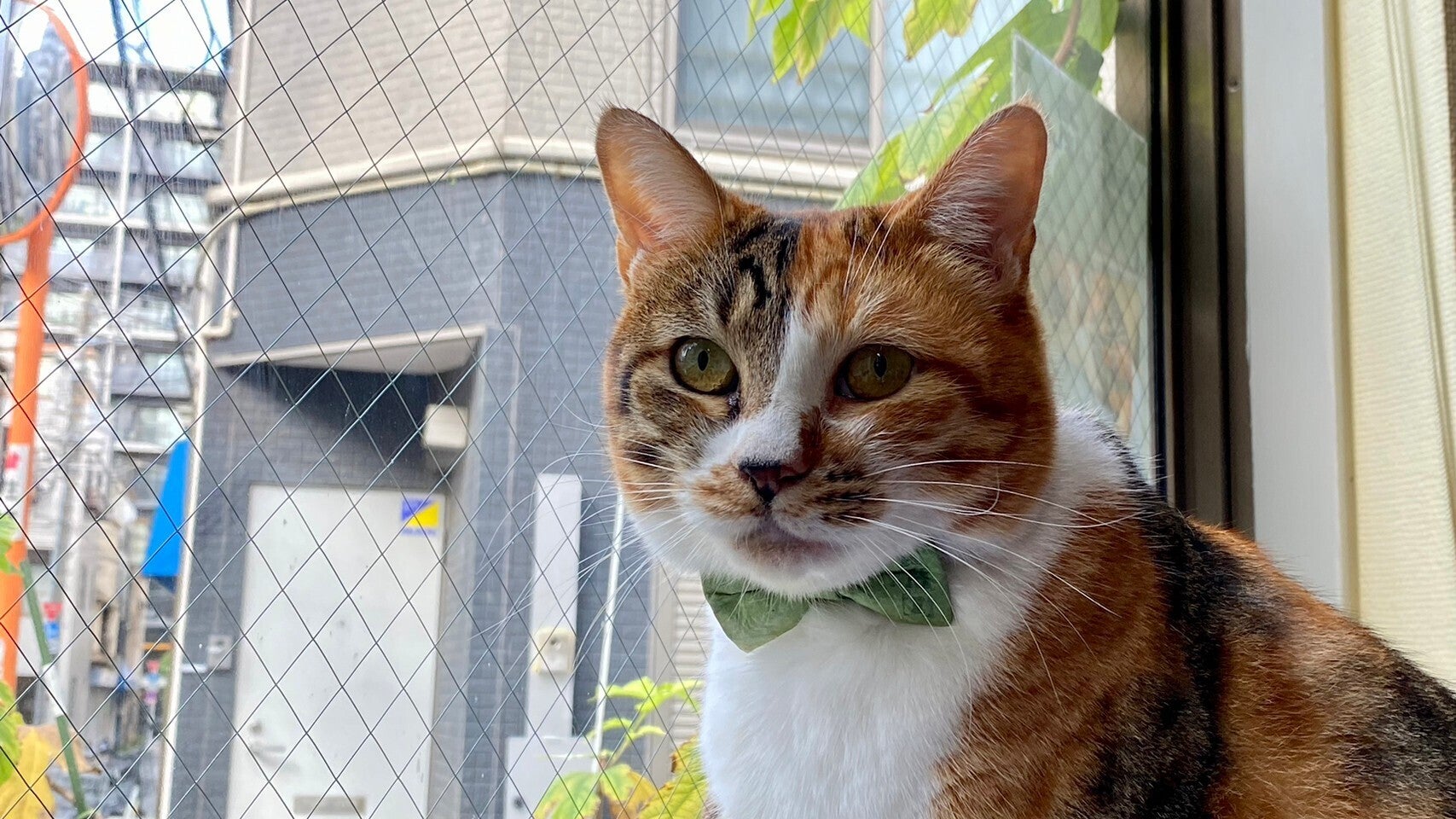 看板猫と広める！「東京和紙」の手すき和紙の魅力を多くの人に知って