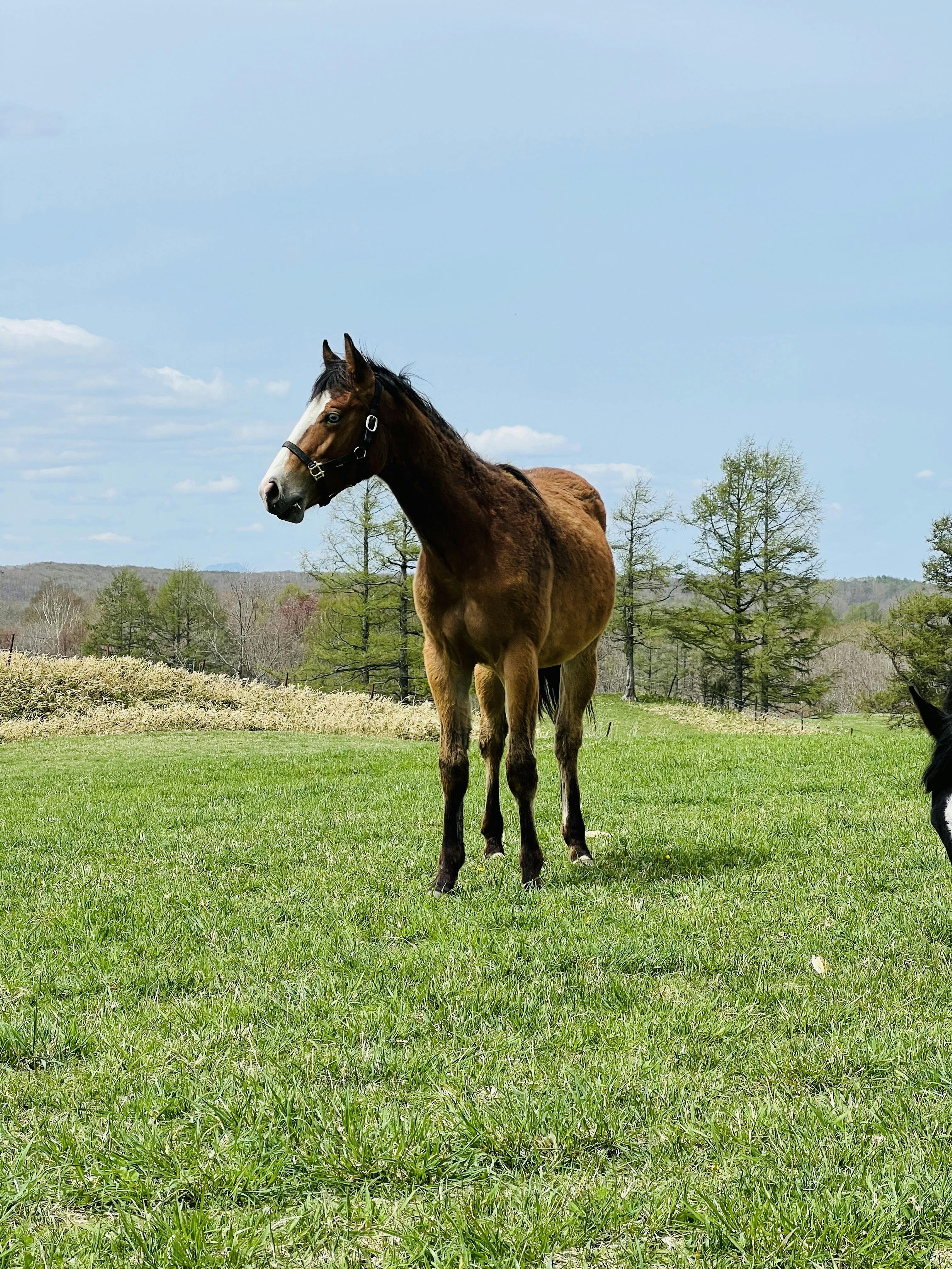 釧路湿原に隣接する牧草地、離農と耕作放棄地への提案〜人と馬と幸せな