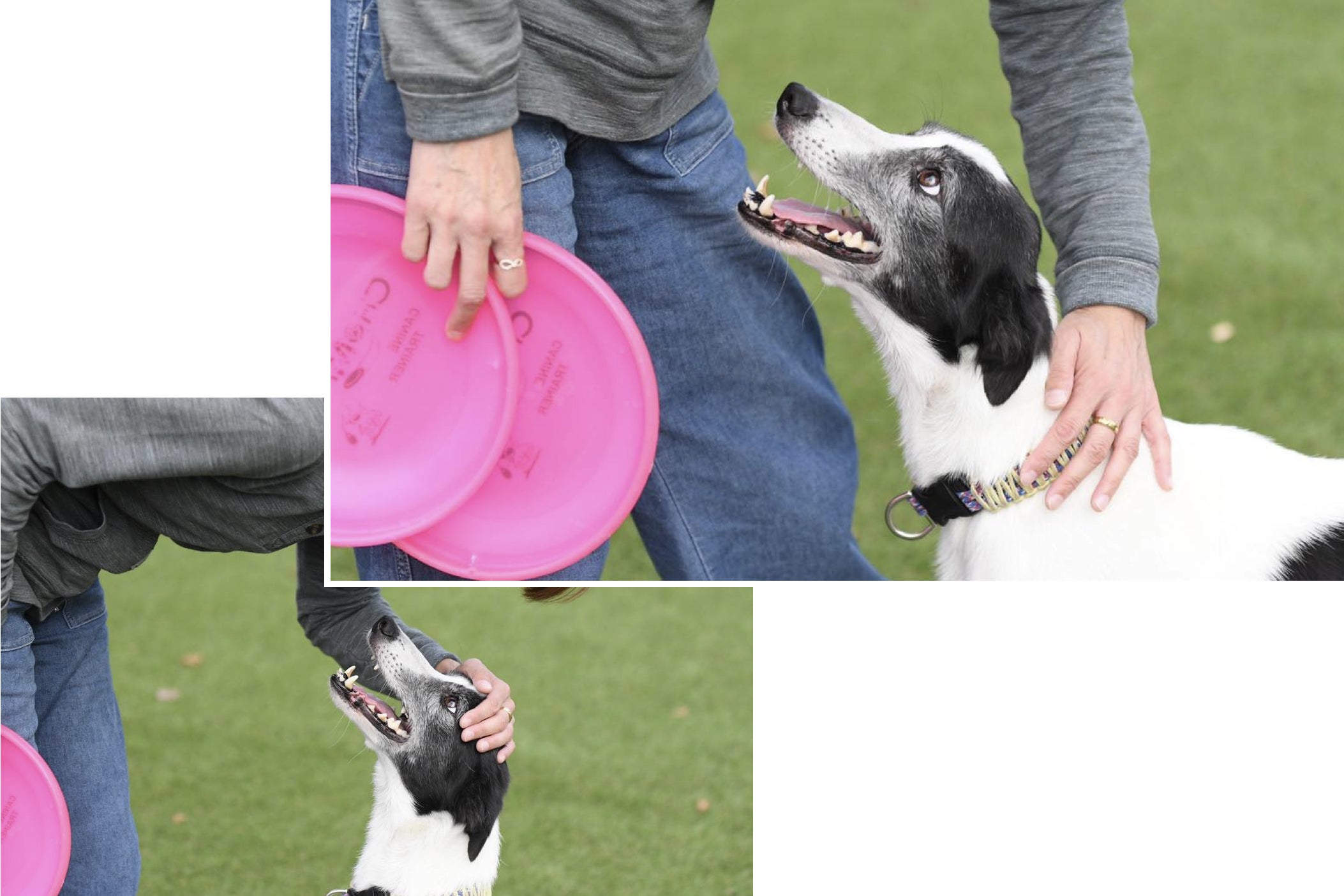 ワンダフルドッグフィールドミゼット