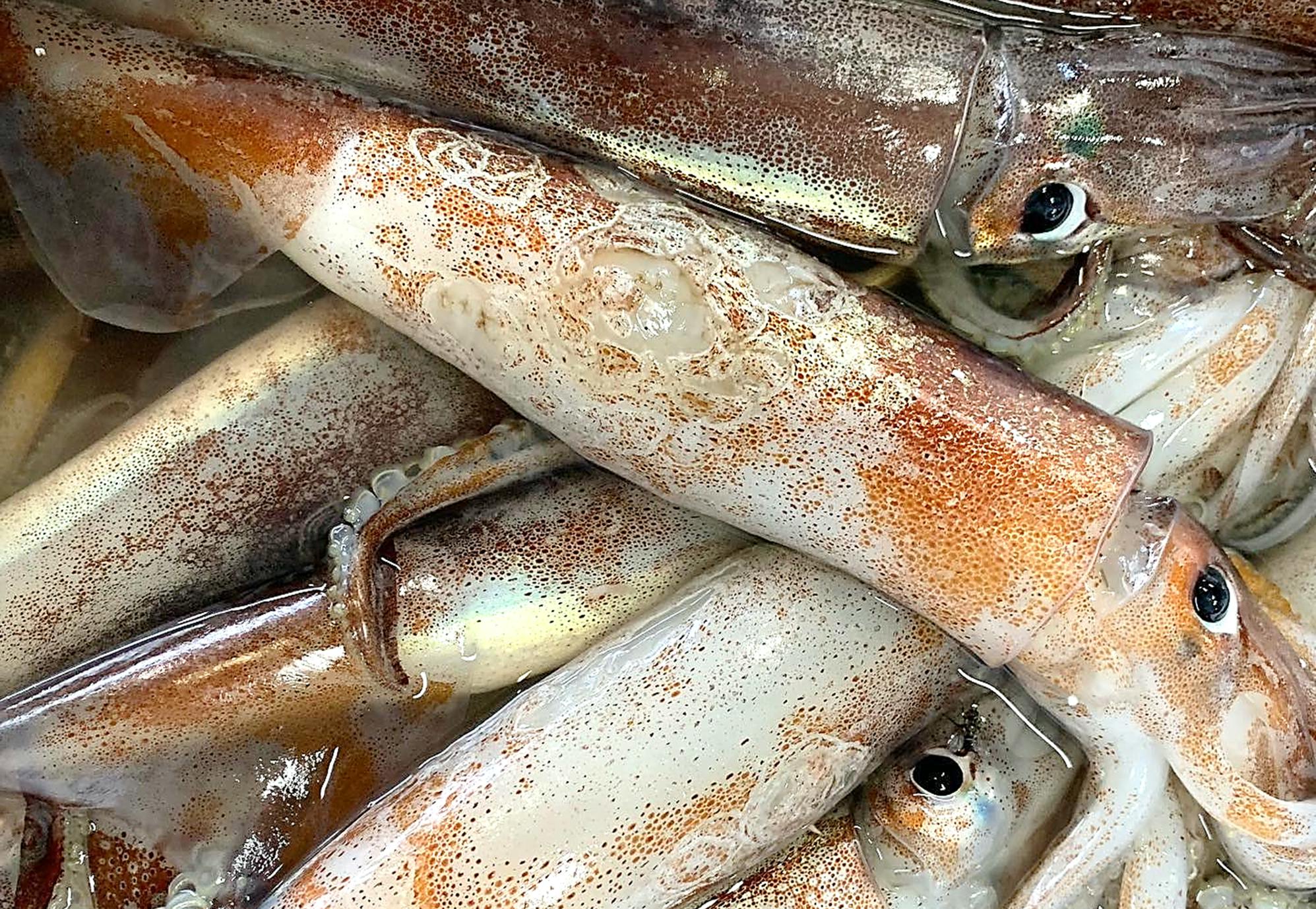 茅ヶ崎 魚卓の イカの浜漬け を商品化して みんなに食べて欲しい Campfire キャンプファイヤー 茅ヶ崎 魚卓の イカの浜漬け を商品化して みんなに食べて欲しい Campfire キャンプファイヤー