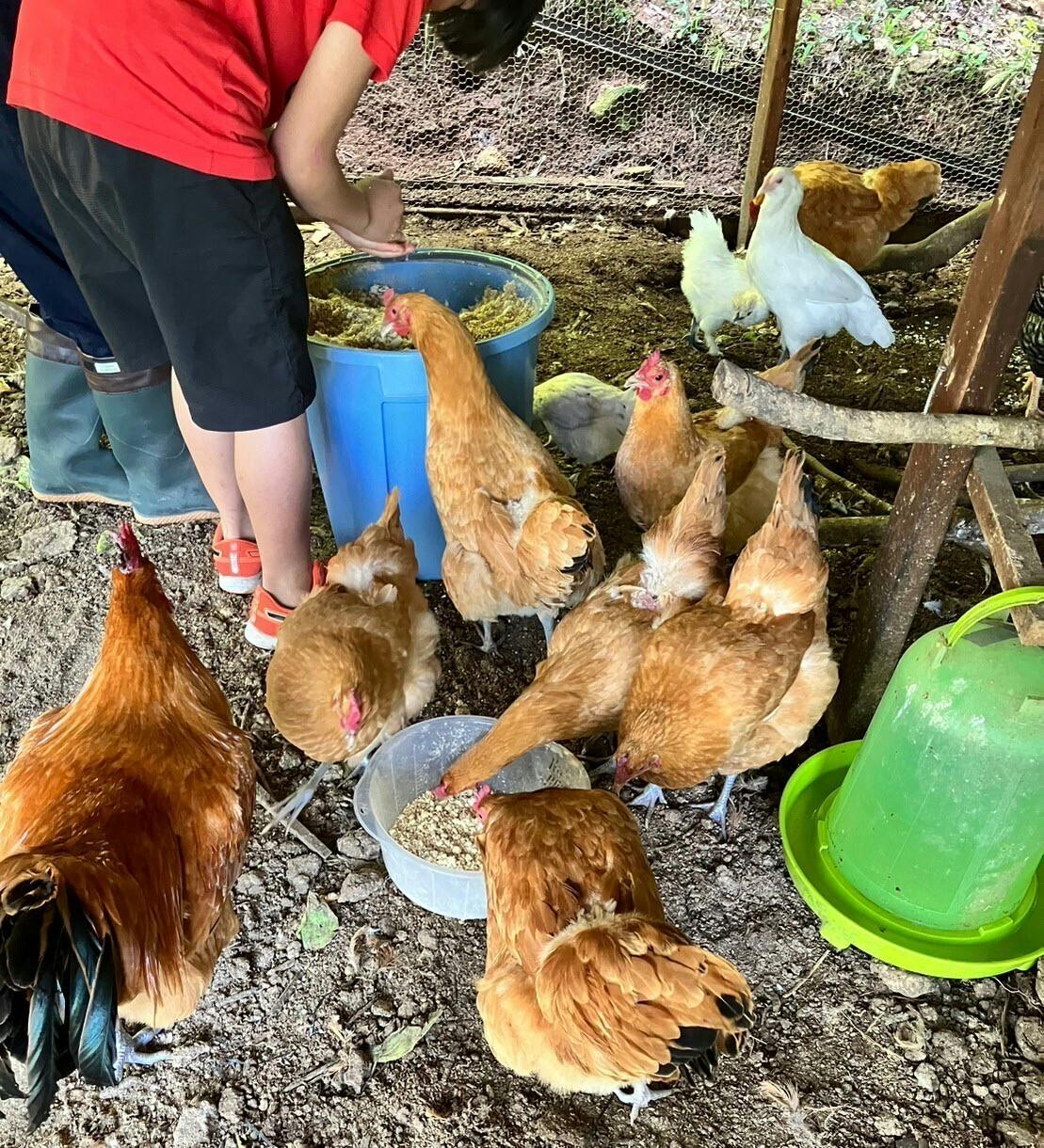 岐阜の秘境で「鶏育」プロジェクト！自然との調和からいのちの循環を学びます - CAMPFIRE (キャンプファイヤー)