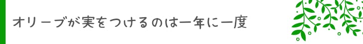 オリーブが実をつけるのは一年に一度