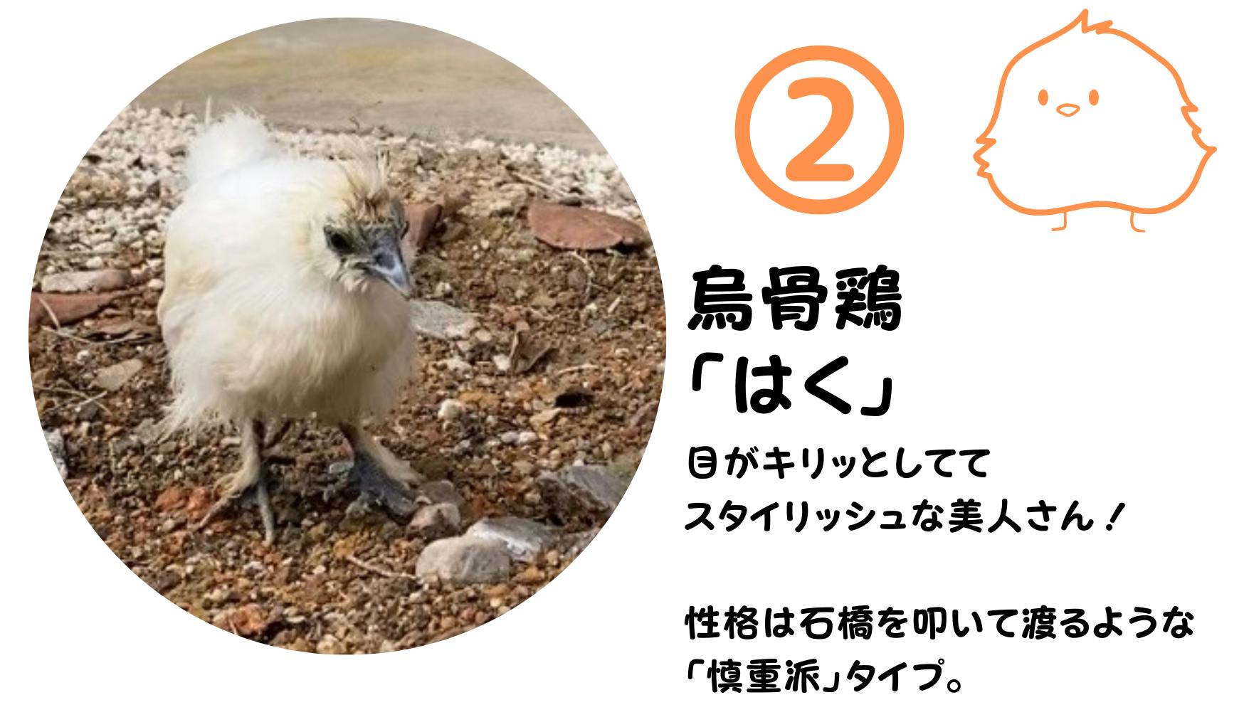 産みたて こだわり東京烏骨鶏のたまご8個 有精卵 - 食品