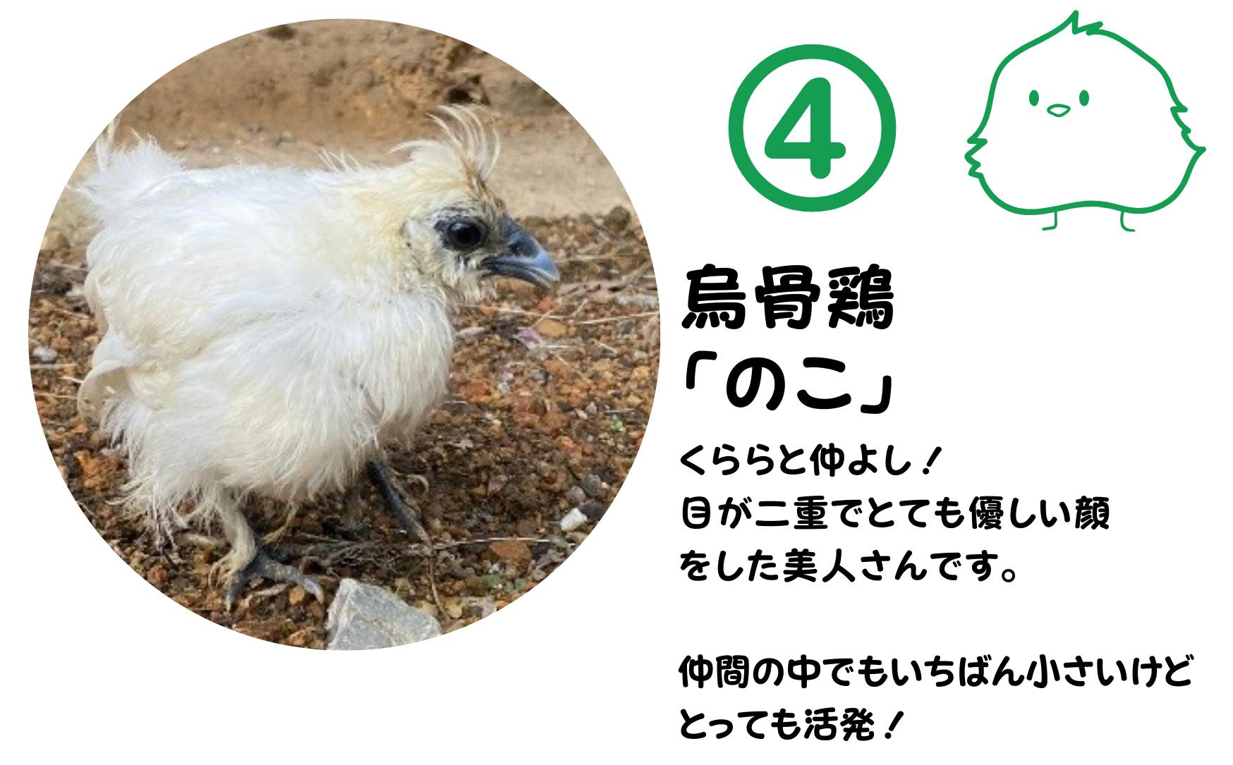 東京烏骨鶏のたまご有精卵12個 送料込み - 卵、乳製品