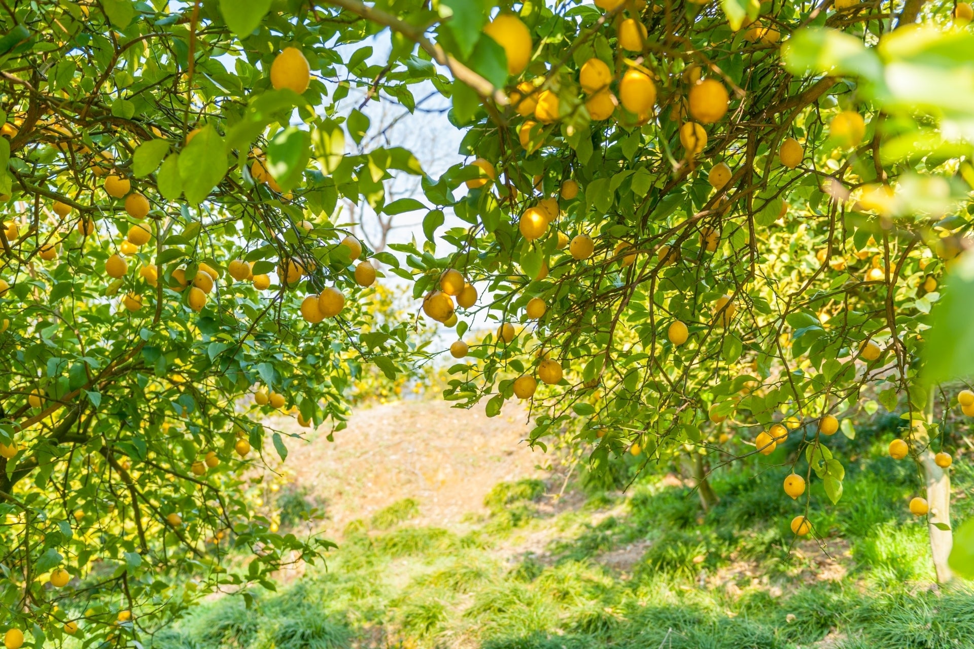 ミカンの木からレモンの木に変身？大分県に日本一のレモン農園を