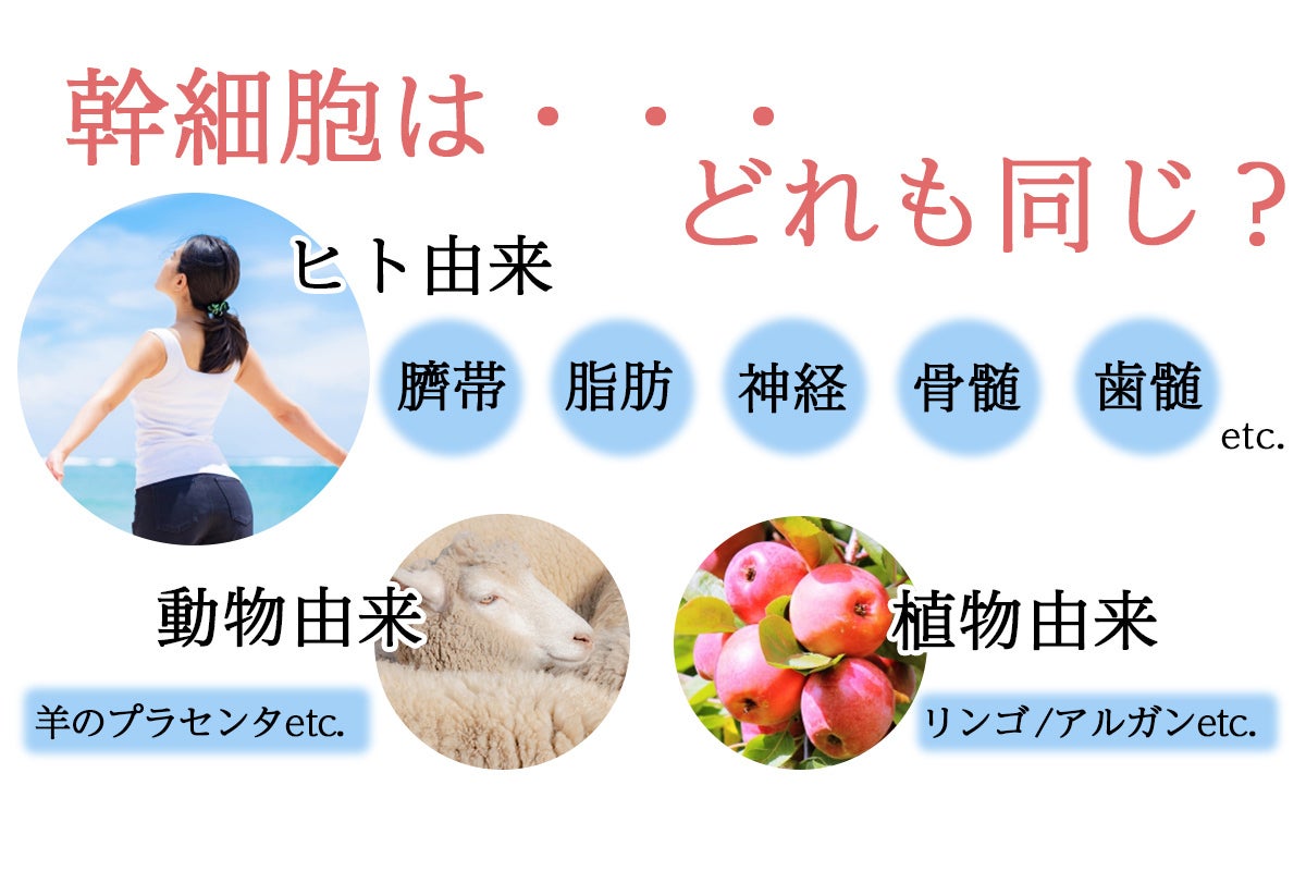 ヒト臍帯由来】ヒト幹細胞の原液美容液登場！より多くの方にお届け