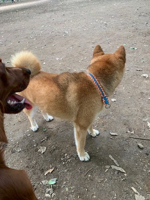 保護犬うーの医療費ご支援及び 保護犬猫の里親さんへの高額医療費助成 団体設立を Campfire キャンプファイヤー