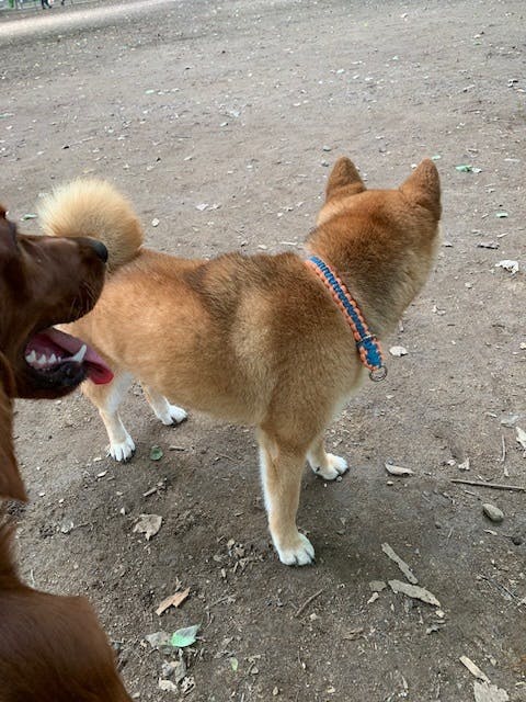 保護犬うーの医療費ご支援及び 保護犬猫の里親さんへの高額医療費助成 団体設立を Campfire キャンプファイヤー 保護犬うーの医療費ご支援及び 保護犬猫の里親さんへの高額医療費助成 団体設立を Campfire キャンプファイヤー