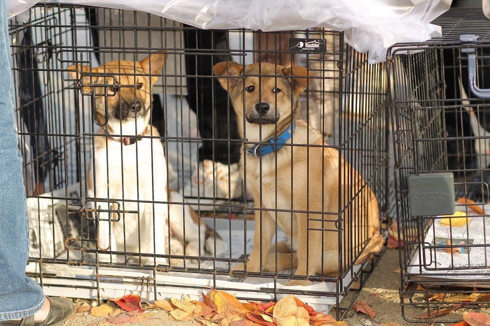 犬殺処分がゼロに近づく社会へ 1000人500頭で命の大切さを一斉に呼びかけたい Campfire キャンプファイヤー 犬殺処分がゼロに近づく社会へ 1000人500頭で命の大切さを一斉に呼びかけたい Campfire キャンプファイヤー