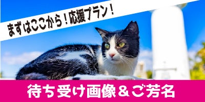 広報さんの大冒険！part.2！猫DVD撮影の旅！ ～私を石垣島へ連れてって