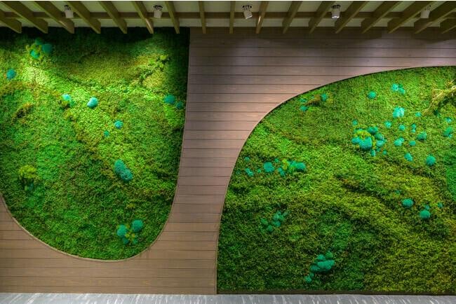 天然の苔を″枯れない苔″に特殊保存加工する開発に成功!山縣健志、新た 天然の苔を″枯れない苔″に特殊保存加工する開発に成功!山縣健志、新た