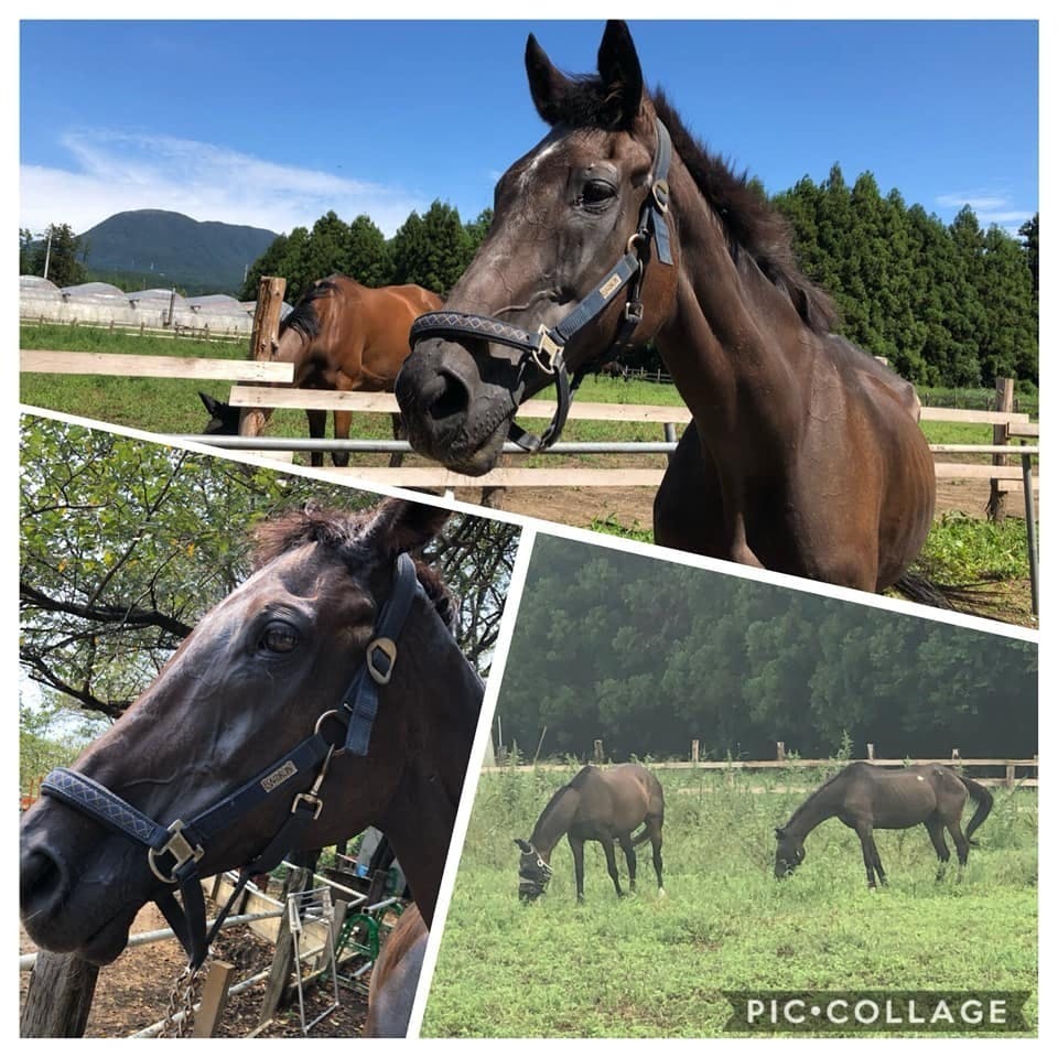 コスモを救おう 馬房増築費用や治療費のお願い Campfire キャンプファイヤー コスモを救おう 馬房増築費用や治療費のお願い Campfire キャンプファイヤー