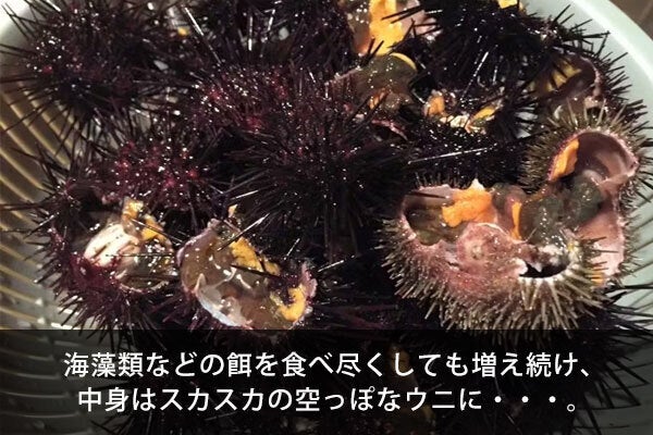 海を荒らす厄介者のウニを食べて海を救おう┃第2弾┃蓄養うにをお届け