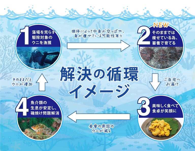 海を荒らす厄介者のウニを食べて海を救おう┃第2弾┃蓄養うにをお届け