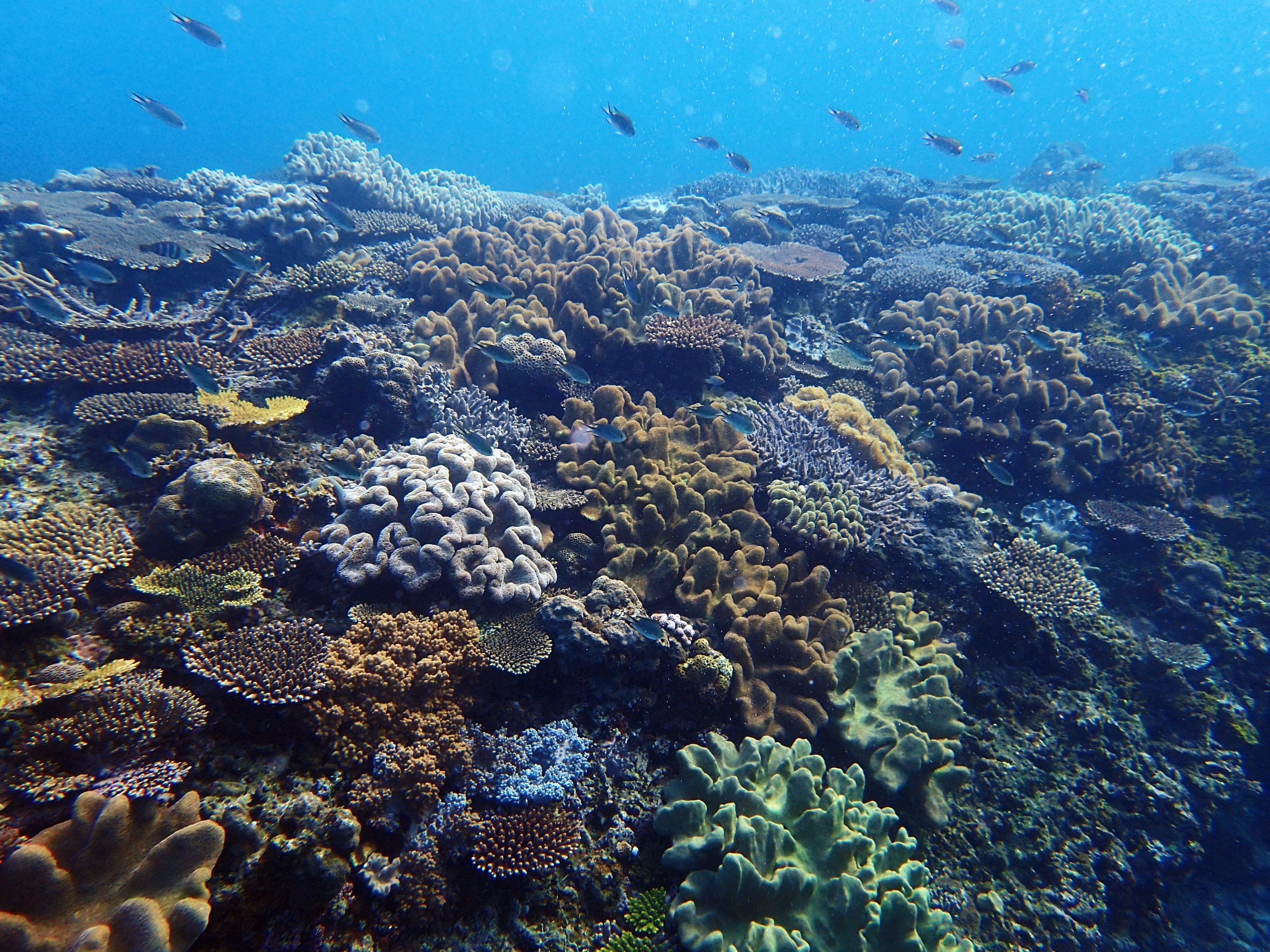 沖縄】サンゴ礁が群生する浦添西海岸の海を守るための写真展