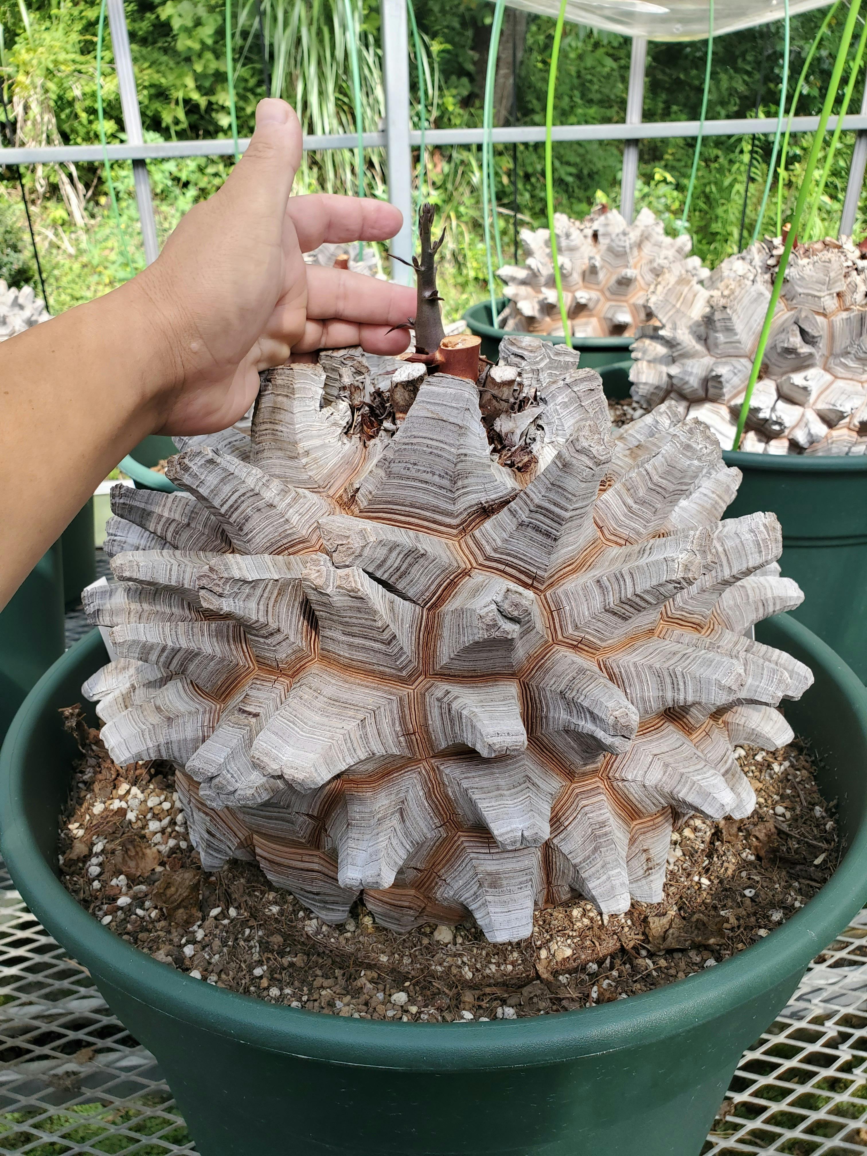 長谷川 ナーセリー 産 鶴仙園購入 亀甲竜 ディオスコレア・エレファン