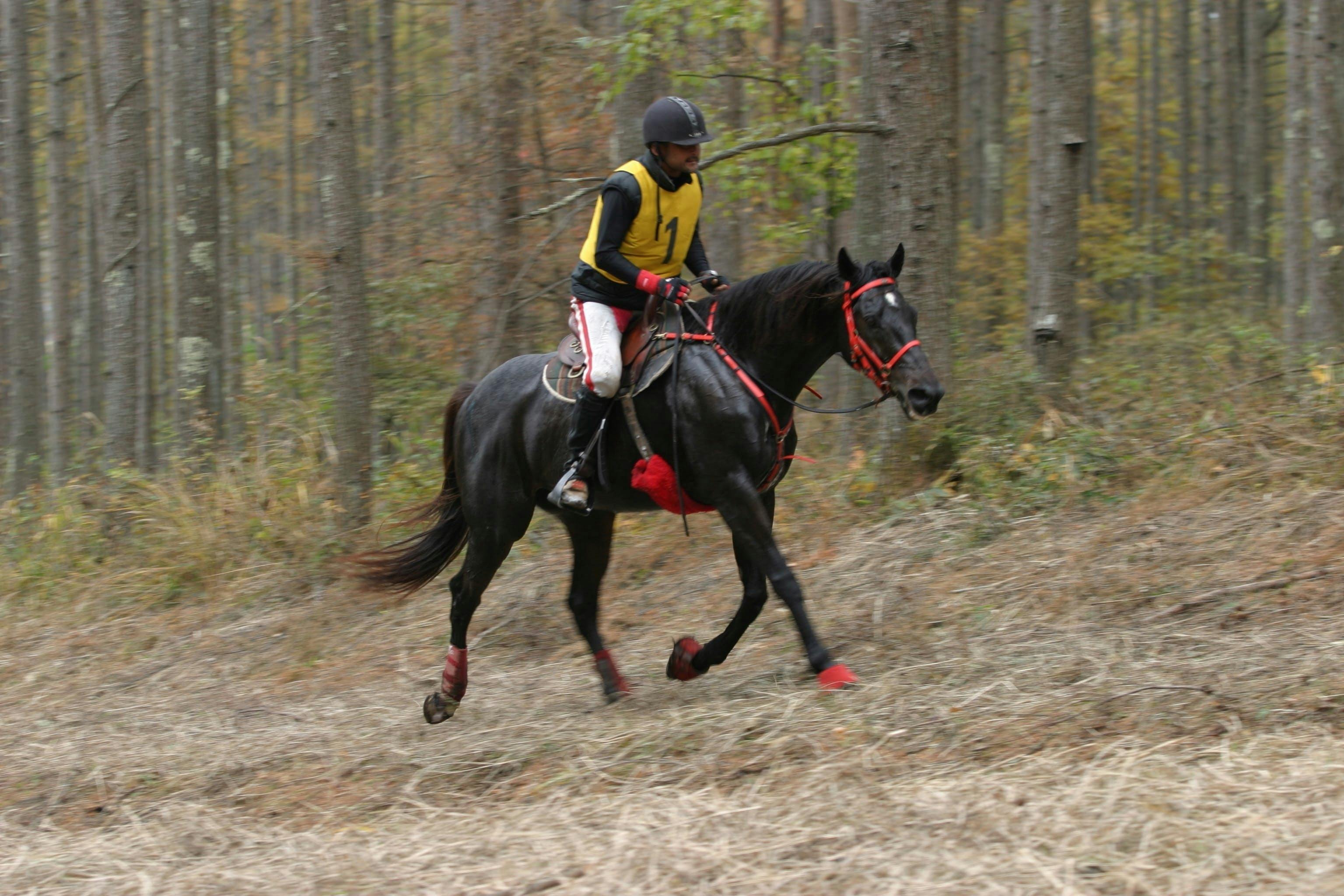 馬のエンデュランス競技とピュア・アラビアン（純血アラブ種）の魅力を広めたい　CAMPFIRE　(キャンプファイヤー)