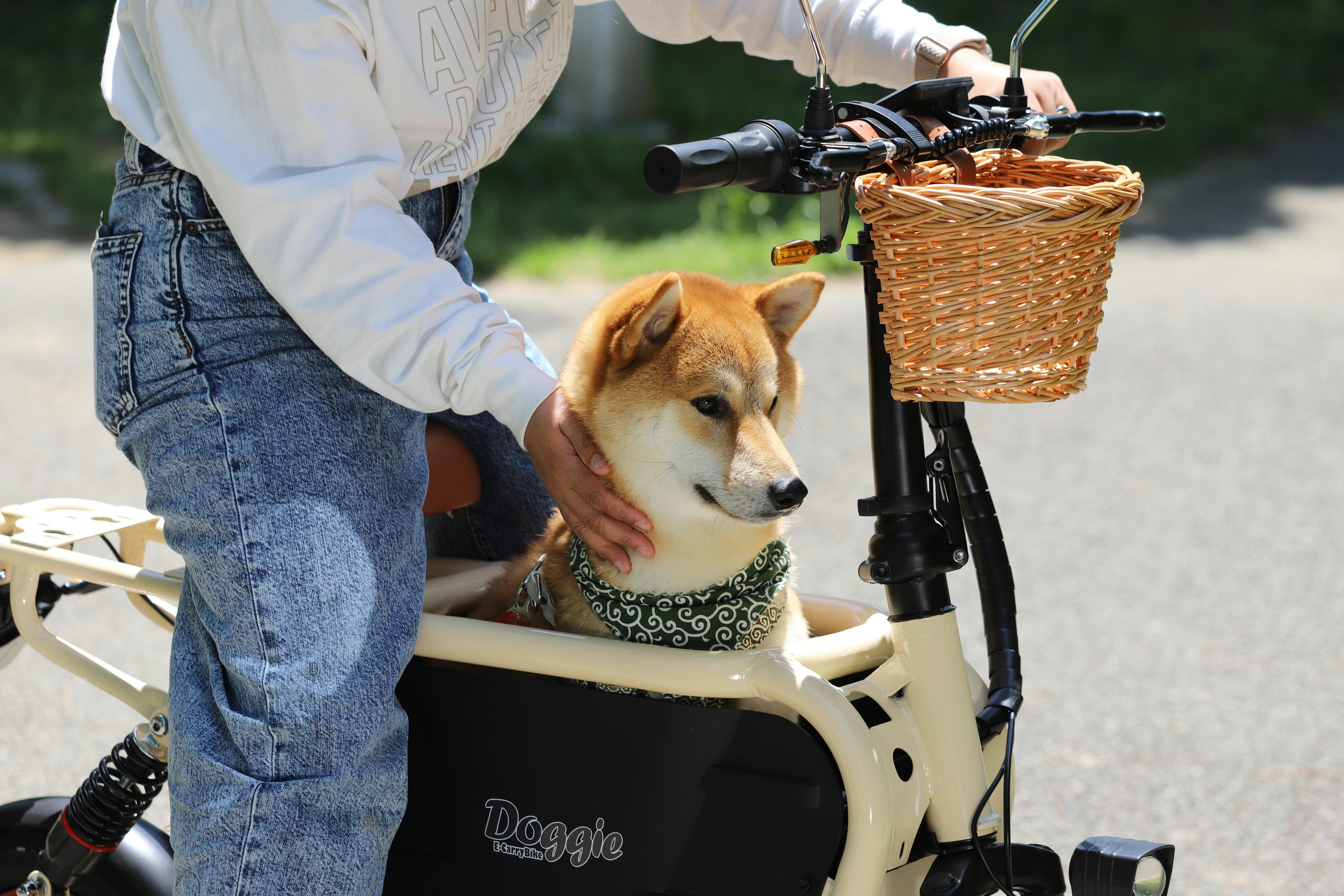 ペットと乗れるバイク 「 E-Carry Bike Doggie 」ドギー 原付 ペットと乗れるバイク 「 E-Carry Bike Doggie 」ドギー 原付
