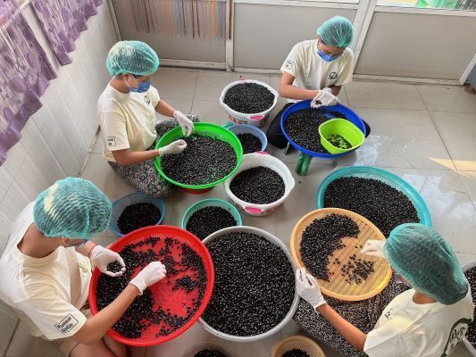 農薬不使用 黒ムクナ豆 15kg ミャンマー産黒ムクナ豆で、安全・安心の商品を開発し、多くの人を元気