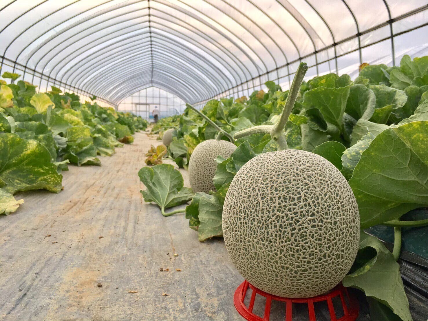 金賞受賞】市場には出回らない絶品メロン！希少なニセコメロンを食べて