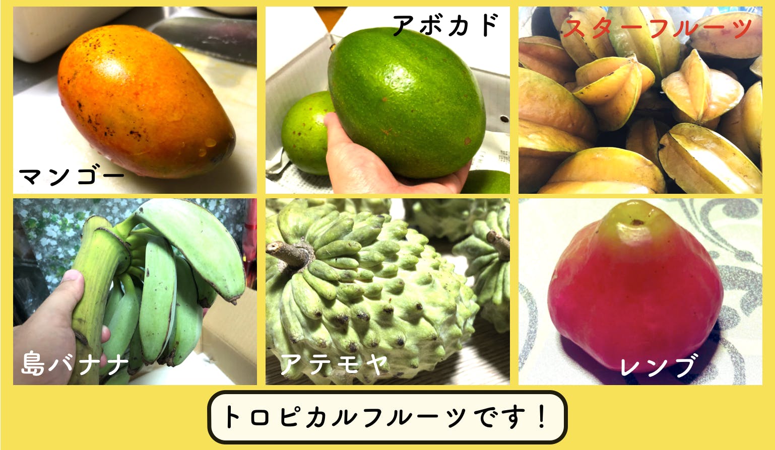 27才人生をかけた挑戦 沖縄でトロピカルフルーツを作り 最高の食と知を届けたい Campfire キャンプファイヤー 27才人生をかけた挑戦 沖縄でトロピカルフルーツを作り 最高の食と知を届けたい Campfire キャンプファイヤー