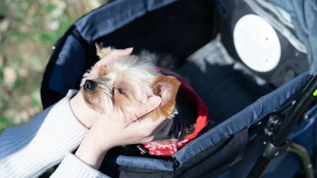 暑い時期のお出かけも快適！20時間稼働のバッテリー付きペット