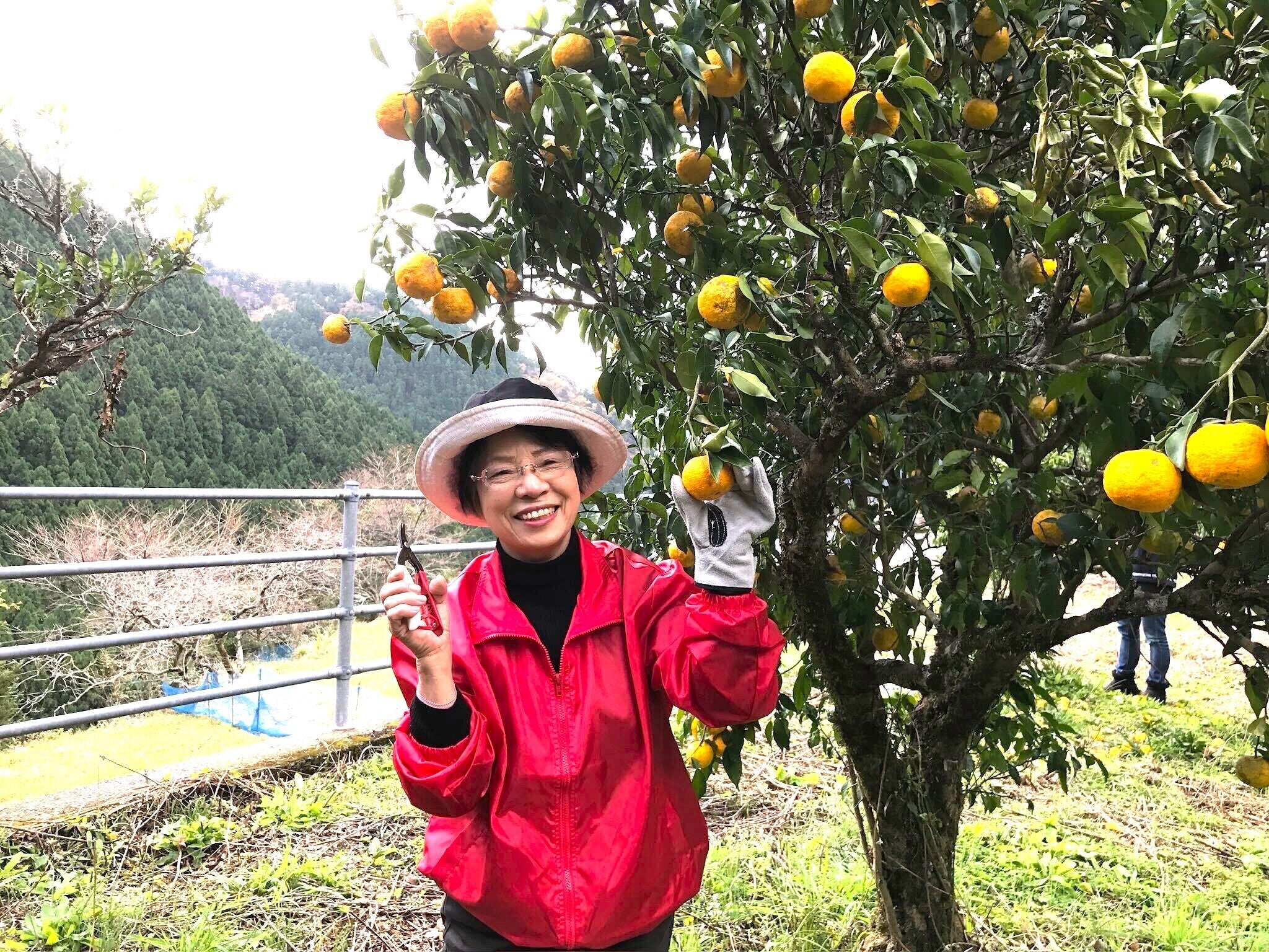 徳島の柚子農家さんを救うために収穫し続けた柚子をたくさんの方に食べ