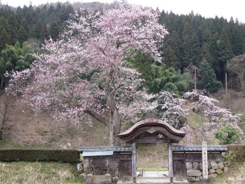 妖怪と創作芸能（ソフトコンテンツ）の力で一乗谷朝倉氏遺跡を世界遺産
