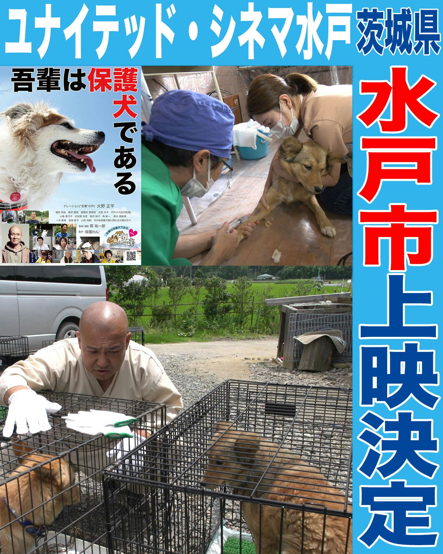 吾輩は犬である 吾輩は犬である | 高見 龍也 |本 | 通販 | Amazon