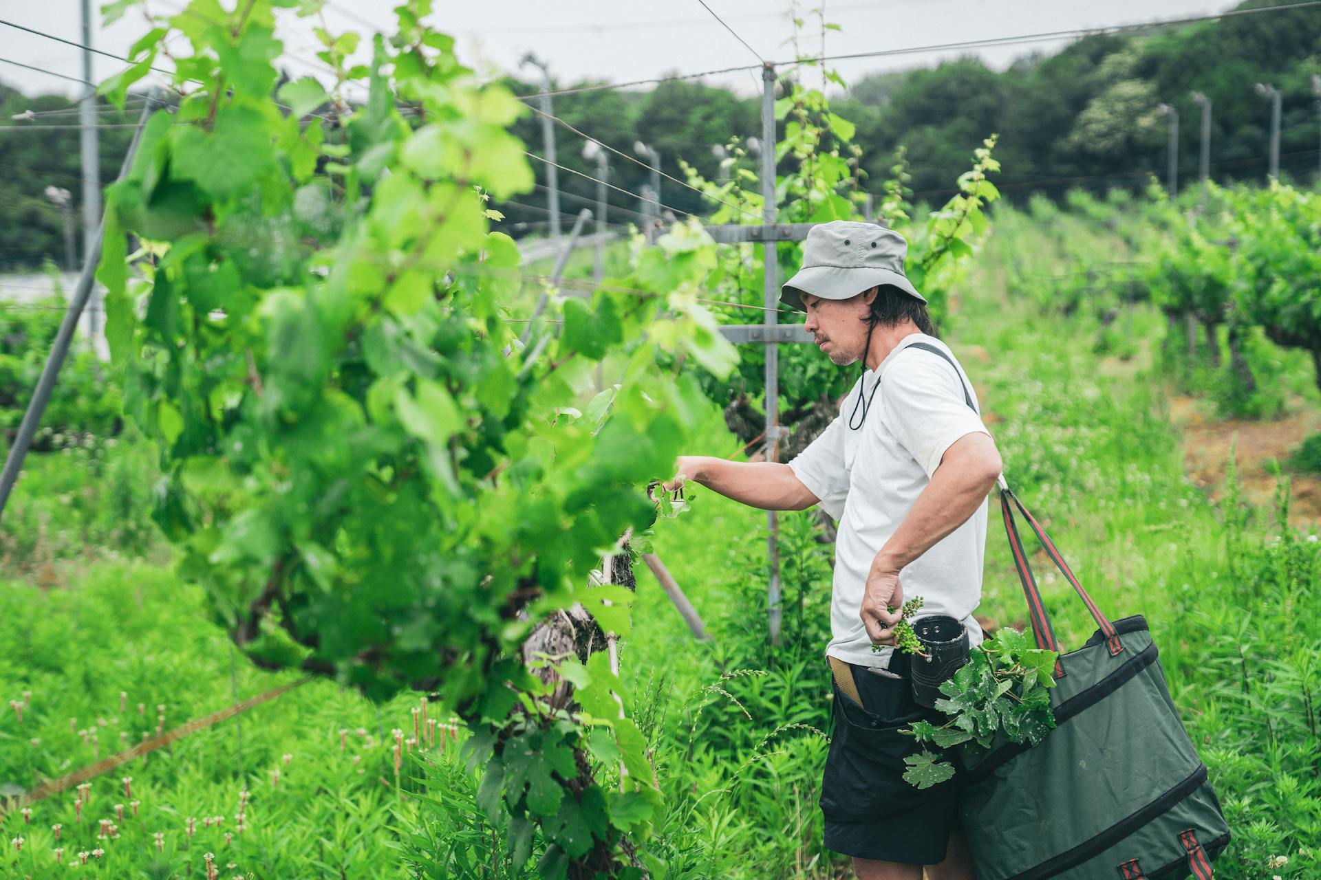 神戸・ナチュラルワイン】伐採・栽培放棄されていく畑を豊かな資源へ