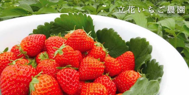 苺 立花農園様